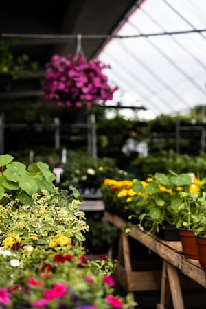 A greenhouse filled with various flowering plants in pots arranged on wooden tables. Bright pink flowers hang from above, while tables are adorned with green foliage and colorful blooms including yellow and pink flowers. The background is softly blurred, suggesting a bright and airy indoor space.