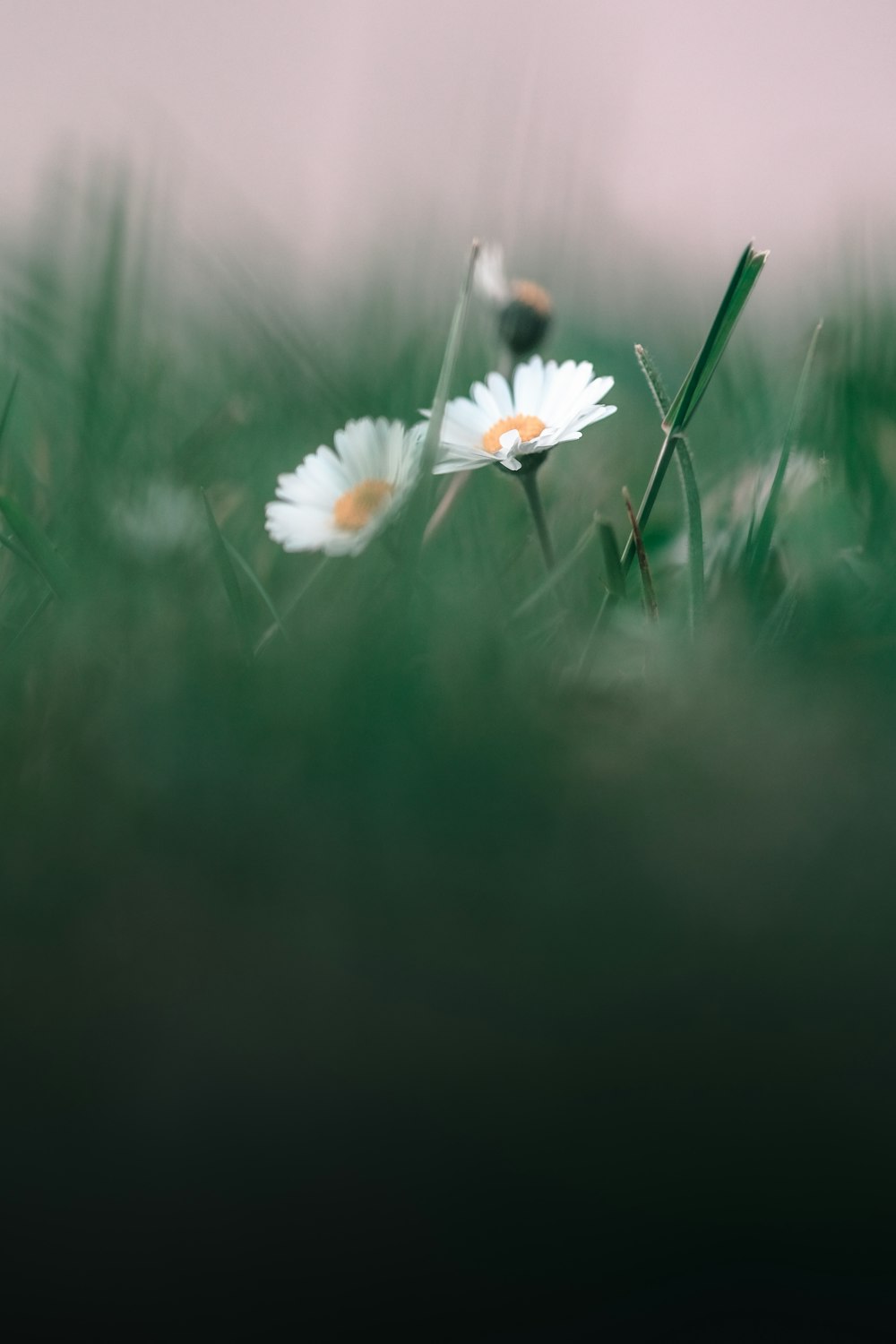 white daisy in bloom during daytime