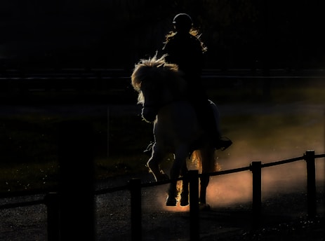 woman in black long sleeve shirt sitting on brown wooden fence beside white dog