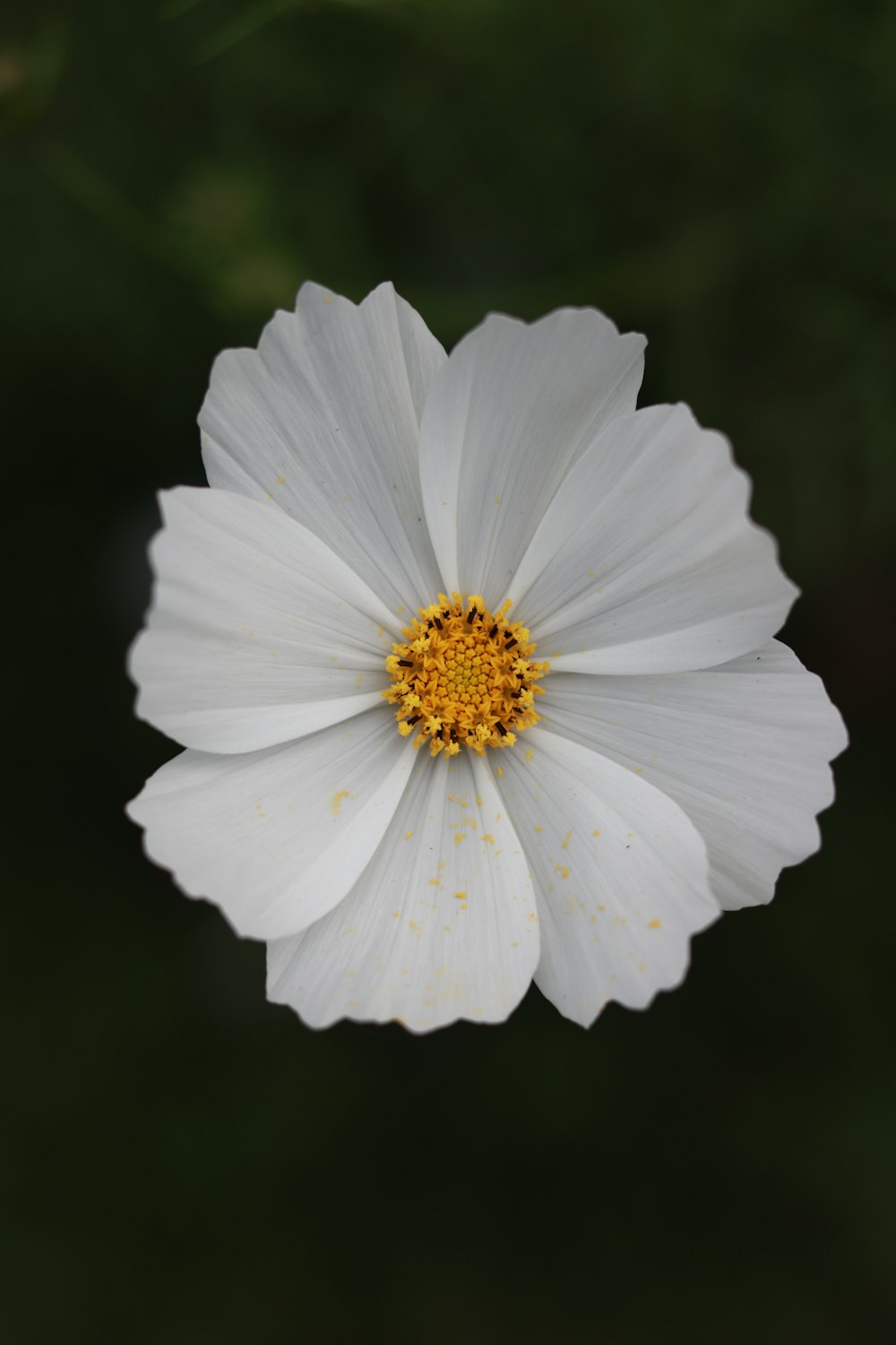 white flower in macro shot