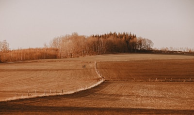 brown field with trees under white sky during daytime