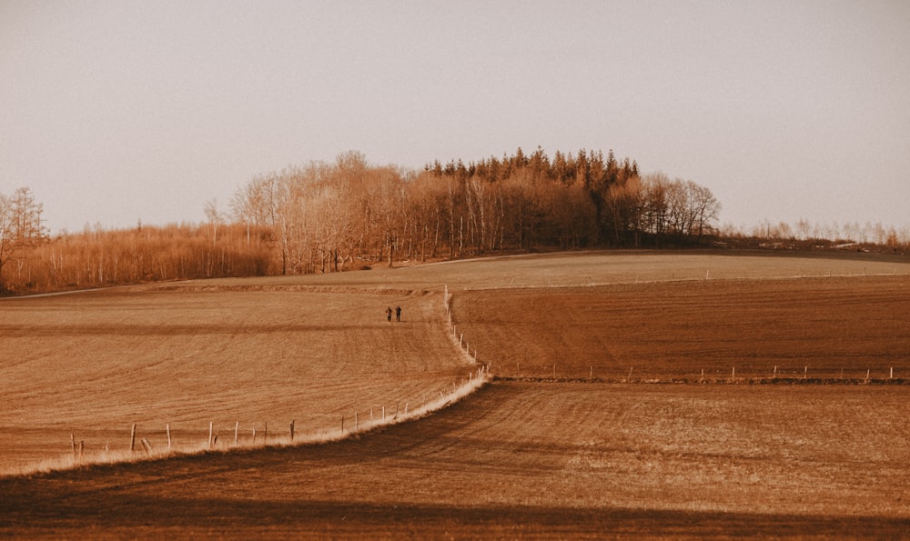 brown field with trees under white sky during daytime