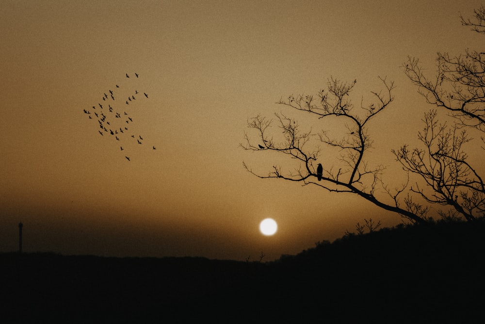 silhouette of tree during sunset