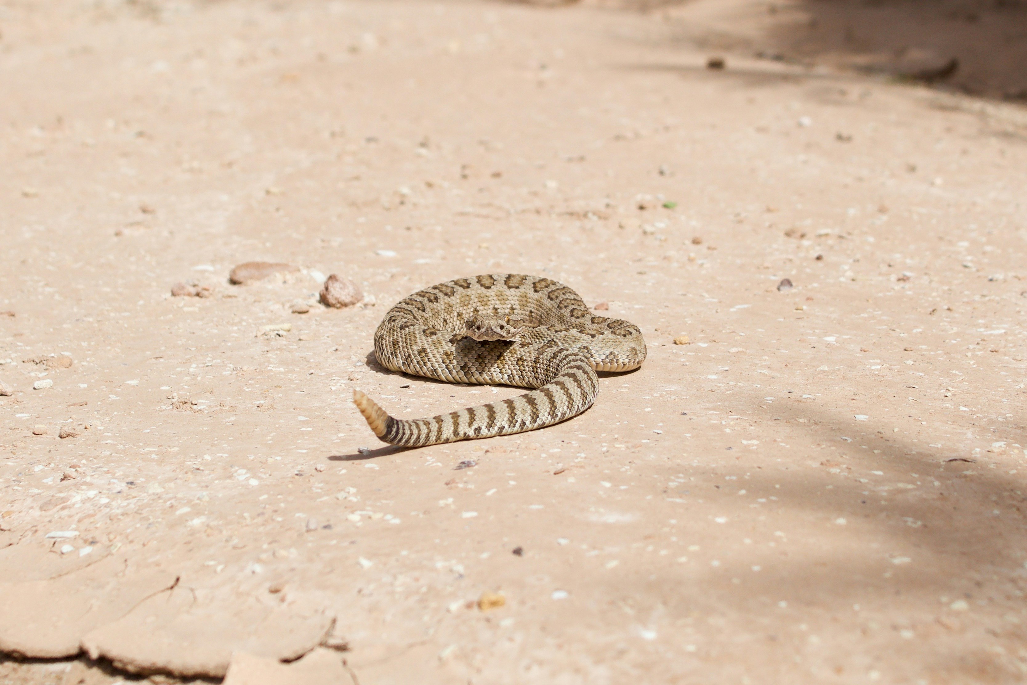 brown and black snake on brown sand during daytime