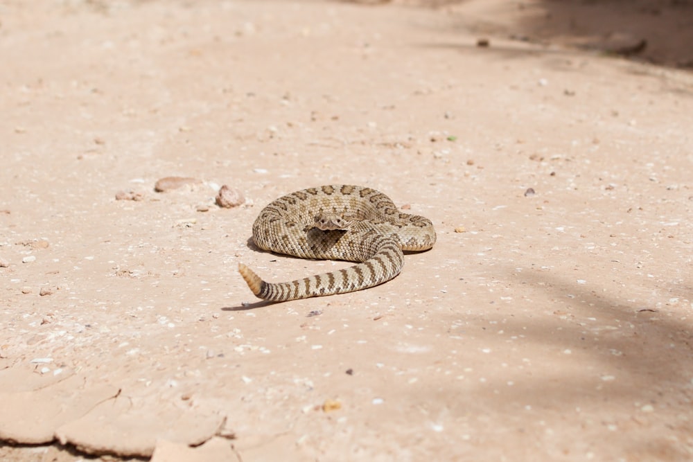 serpente marrone e nero su sabbia marrone durante il giorno