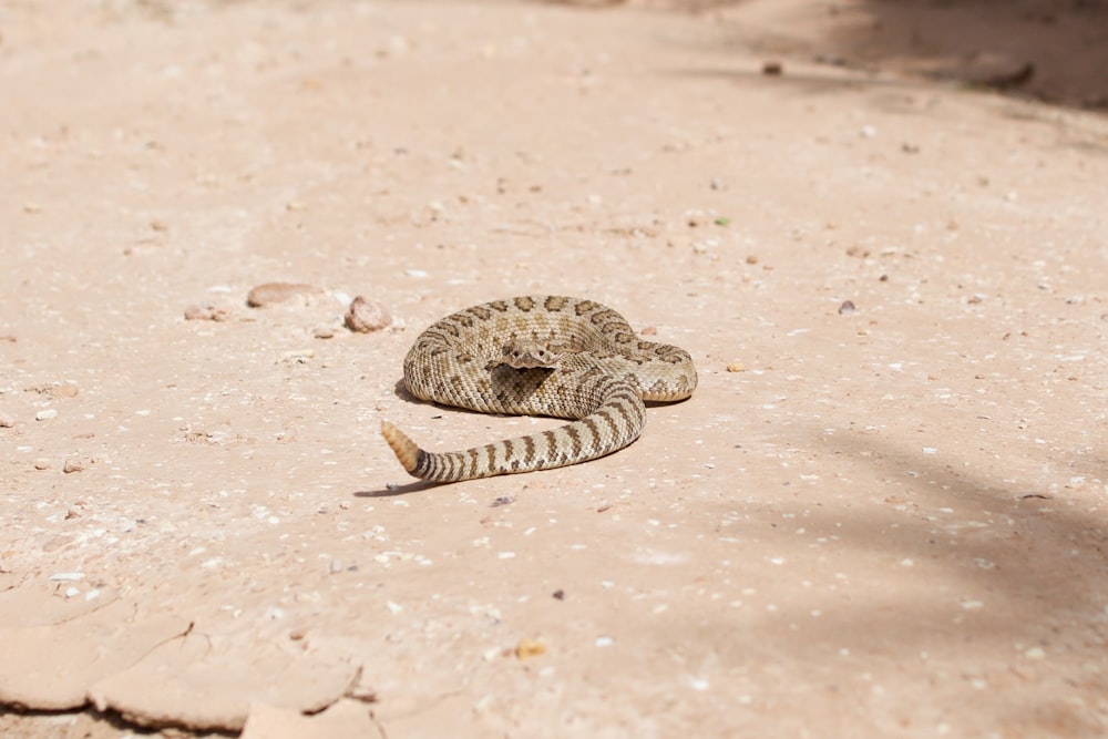 brown and black snake on brown sand during daytime