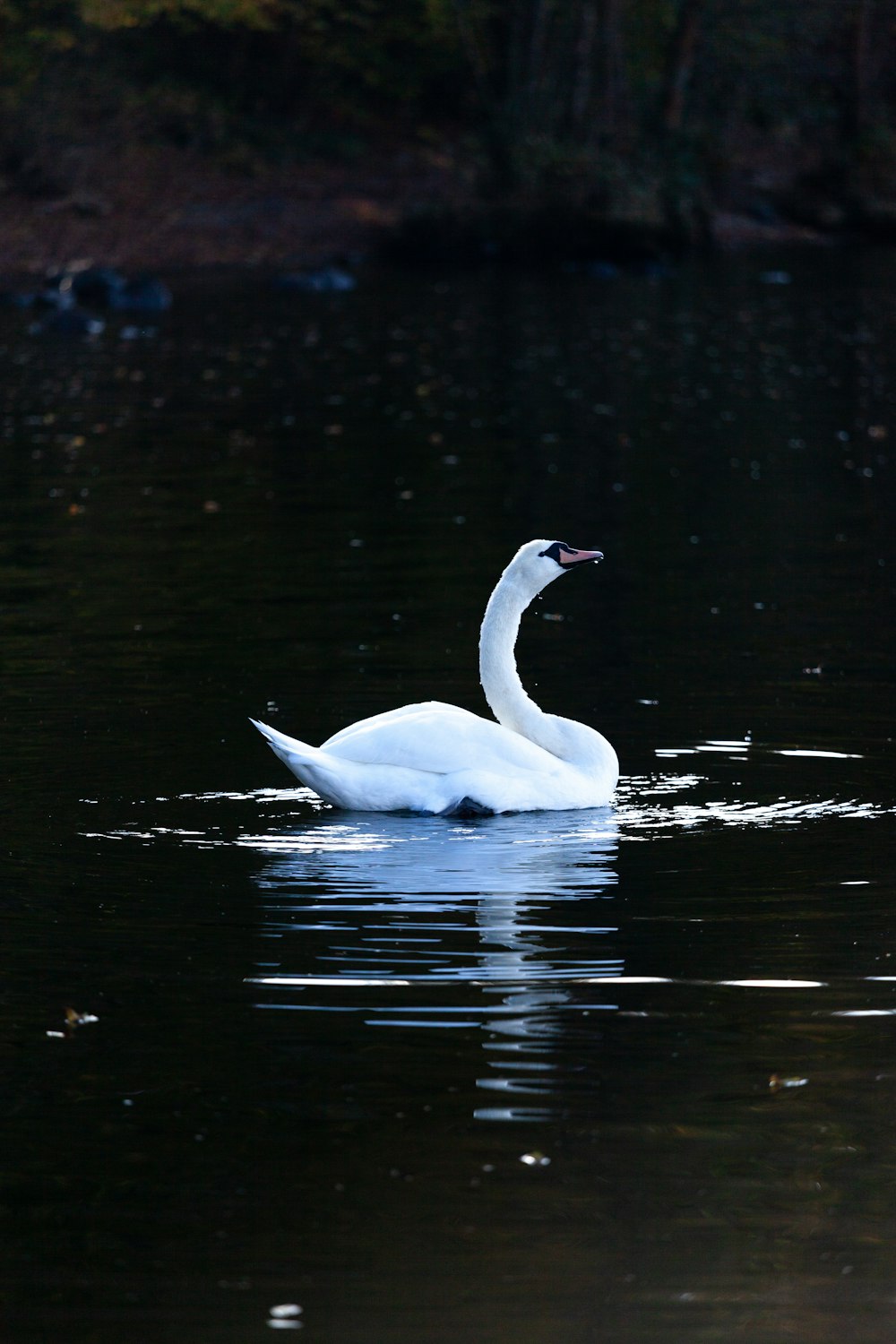 white swan on water during daytime