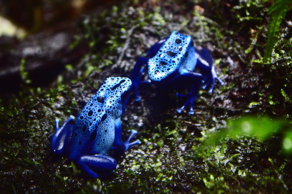 Rana azul y negra sobre musgo verde