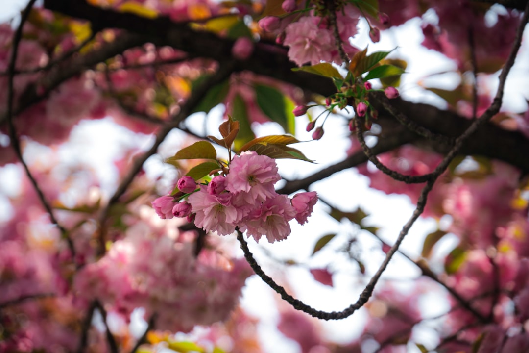 pink flower on brown tree branch