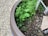 A close-up of a planter containing various green plants and leaves. The planter appears to be made of a brown material, and the soil is visible with some white particles, possibly perlite, for drainage. A piece of stone is placed near the edge, and there is a metallic or plastic rod with some wires attached to it inside the planter. The background consists of a pebbled or gravel surface.