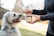 A dog owner giving their pet a treat at home.