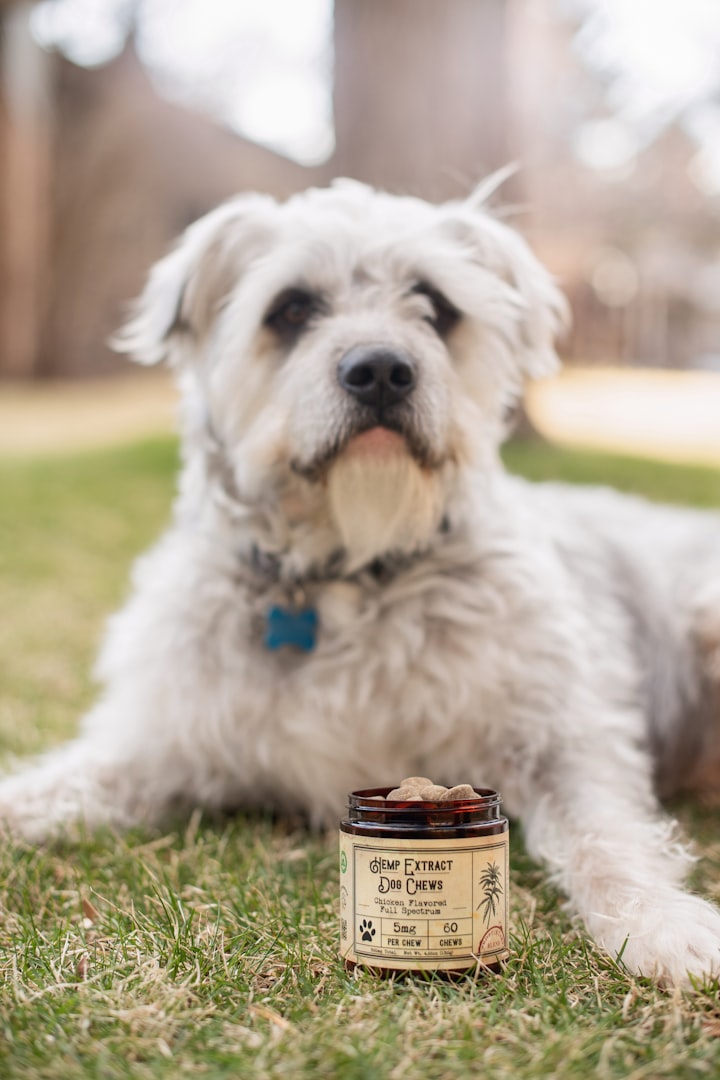 Best Food Brand You Should Consider For Your Pets