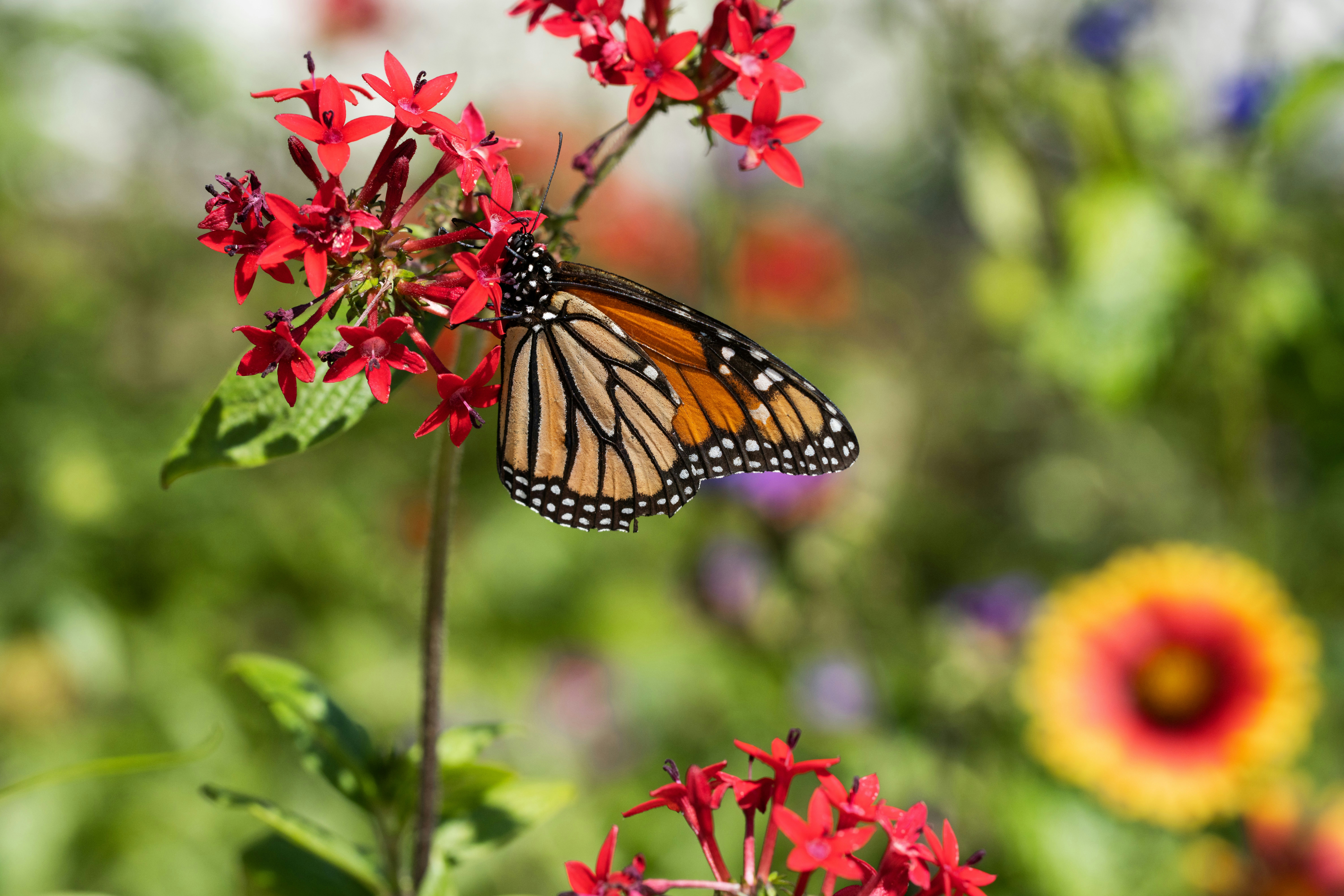 Photo by oaklandsteven