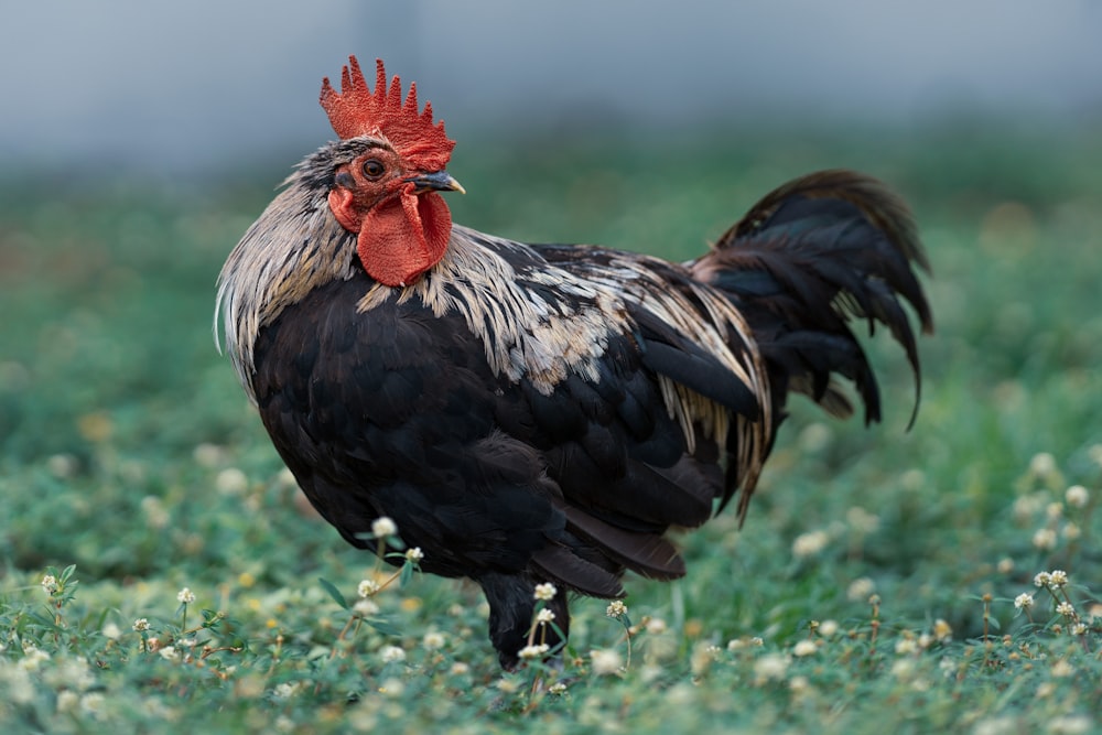black and red rooster on green grass during daytime