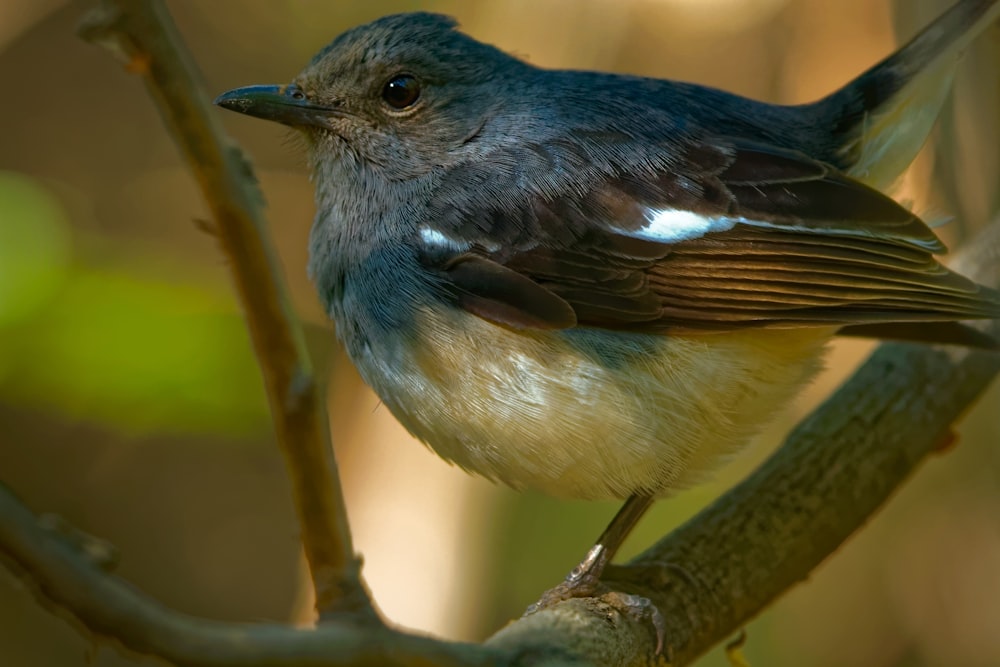 black and brown bird on brown tree branch