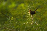 Close-up of a colorful bird perched on a branch in natural light