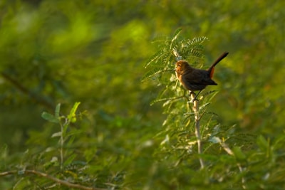 Close-up of a colorful bird perched on a branch in natural light