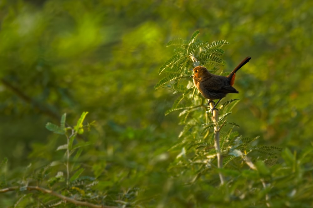 brown bird on brown tree branch during daytime