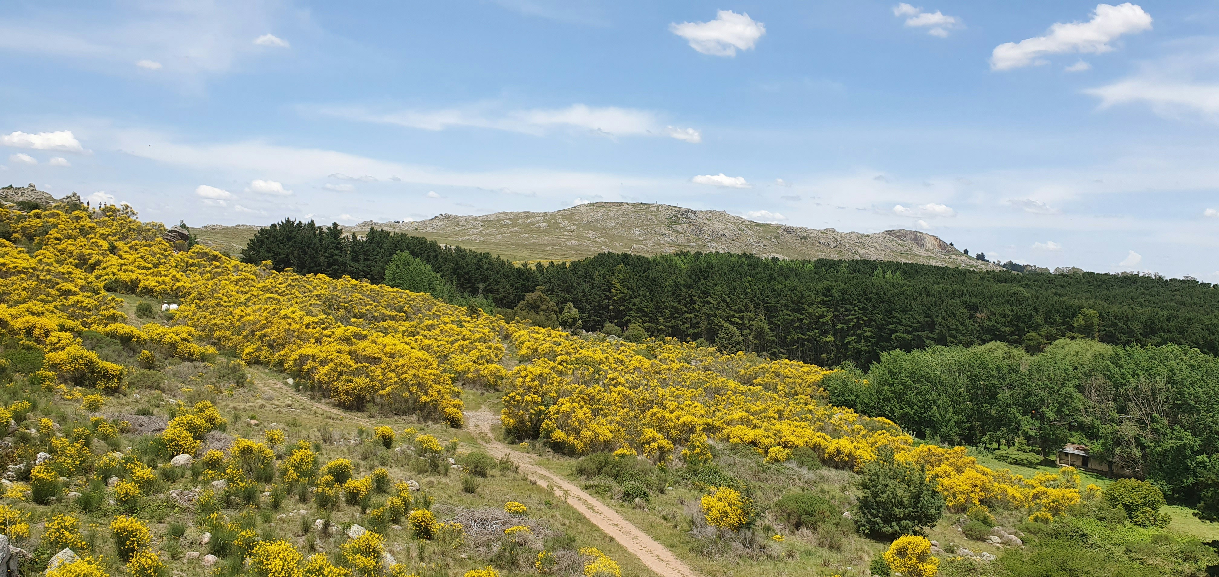 yellow flower field during daytime