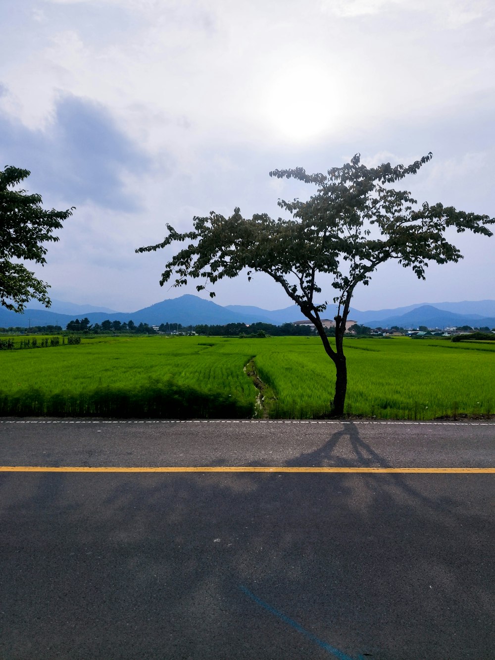 green grass field near road