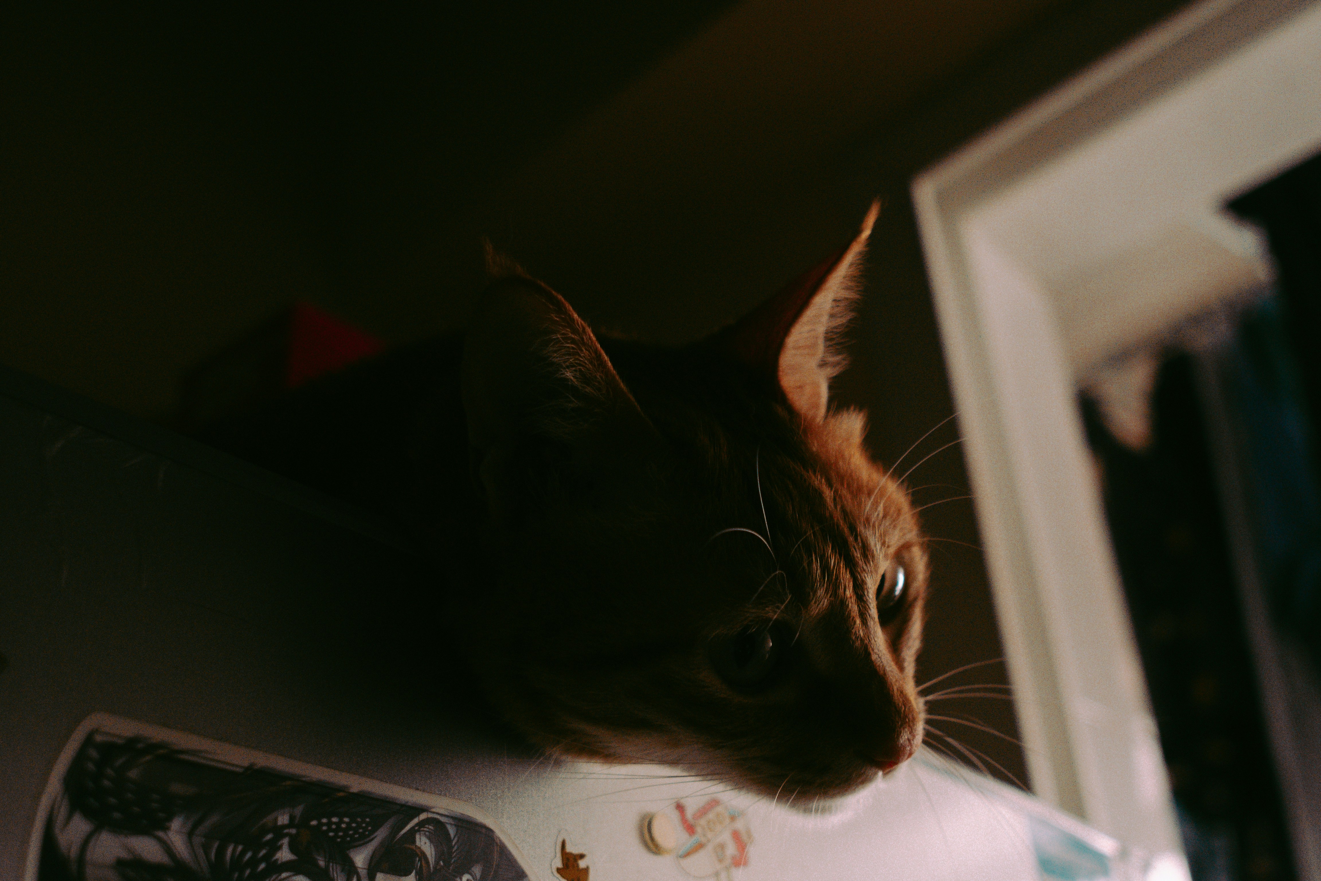 Photo by joshuafernandez