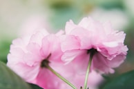 Softly lit image of pink cutters with a blurred pastel background.