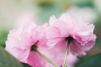 Softly lit image of pink cutters with a blurred pastel background.