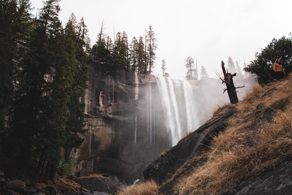 green trees near waterfalls during daytime