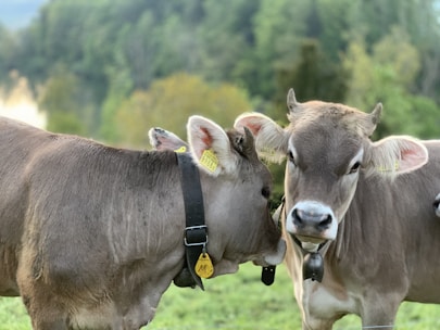brown cow with yellow and white head band on green grass field during daytime