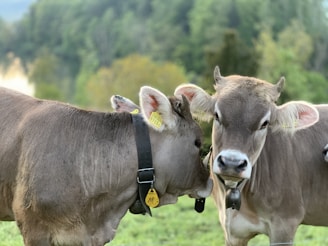 brown cow with yellow and white head band on green grass field during daytime