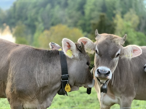 brown cow with yellow and white head band on green grass field during daytime