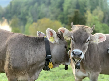 brown cow with yellow and white head band on green grass field during daytime