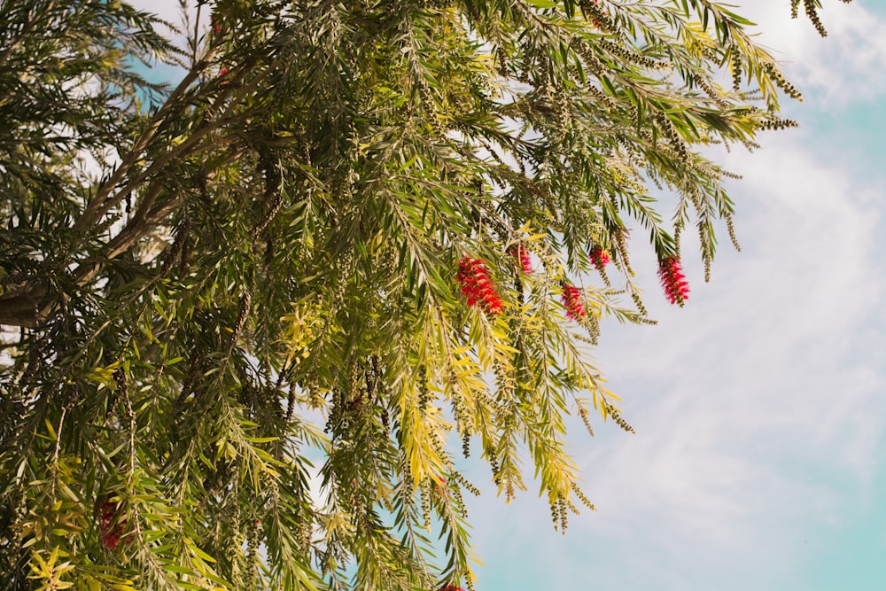 green tree with red fruit under blue sky during daytime