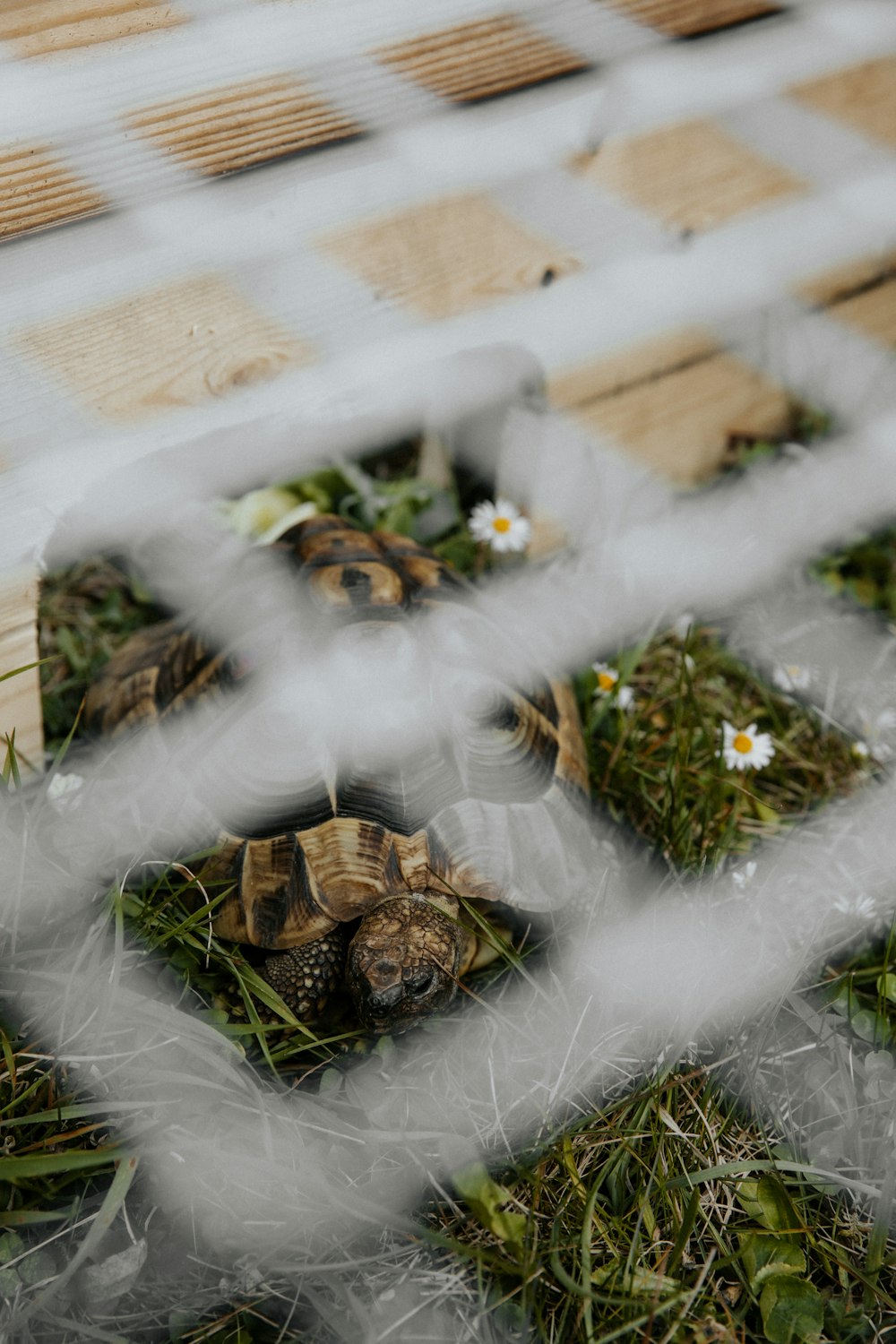 brown turtle on gray chain link fence