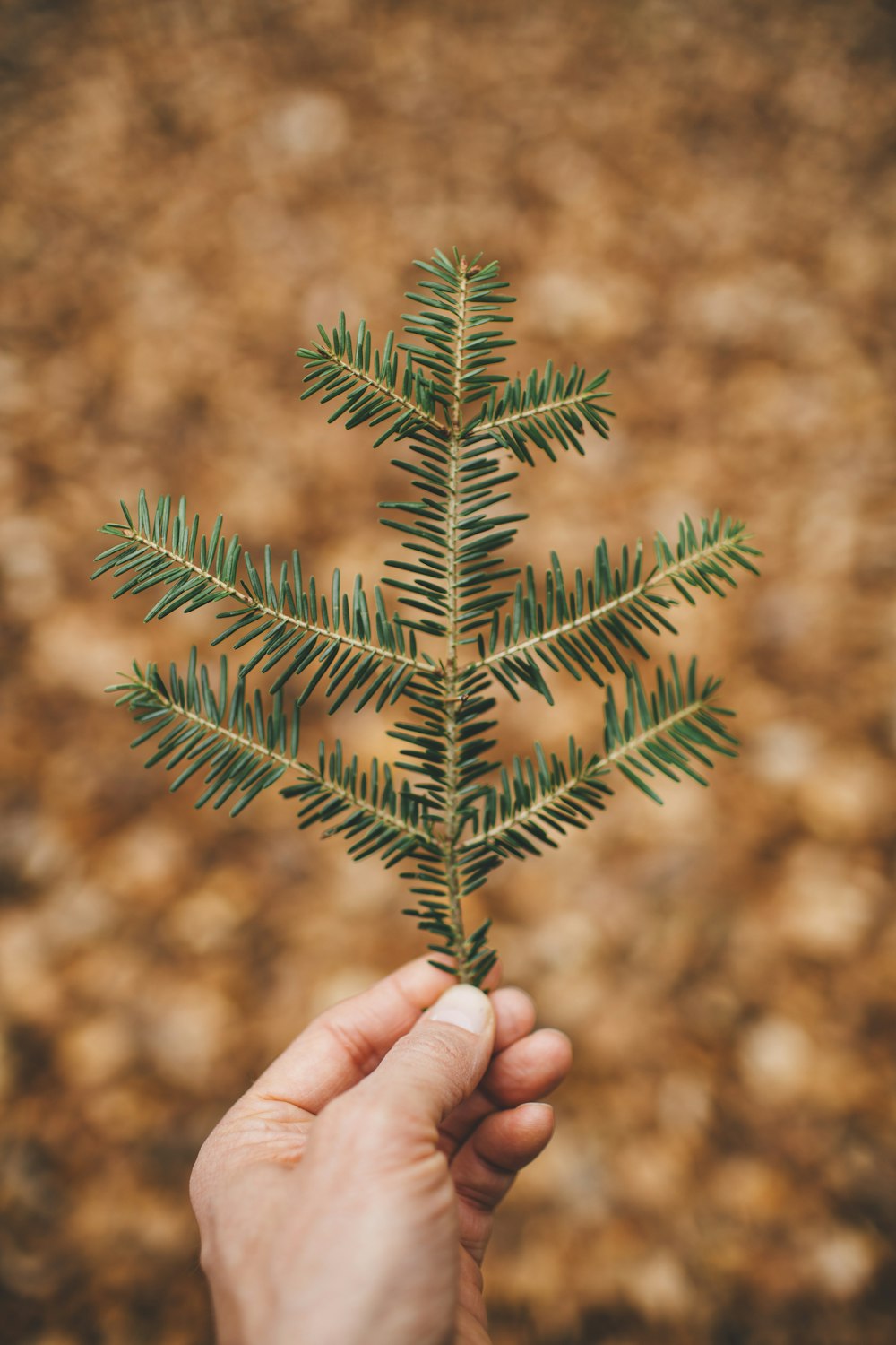 person holding brown and green plant