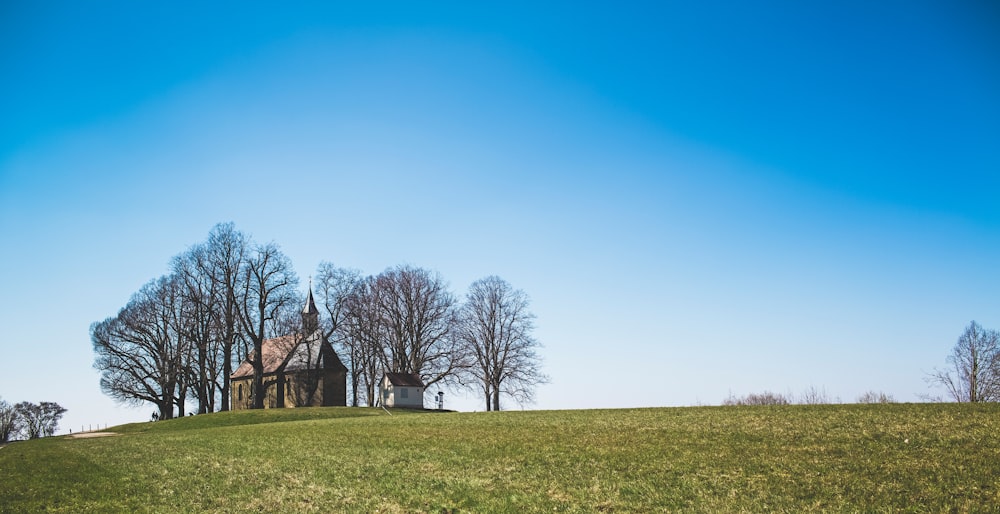 bare trees on green grass field under blue sky during daytime