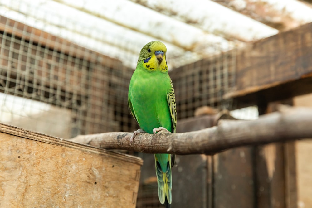 green and yellow bird on brown wooden stick
