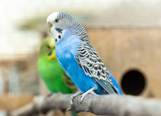 blue white and black bird on brown tree branch