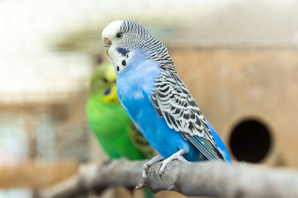 blue white and black bird on brown tree branch