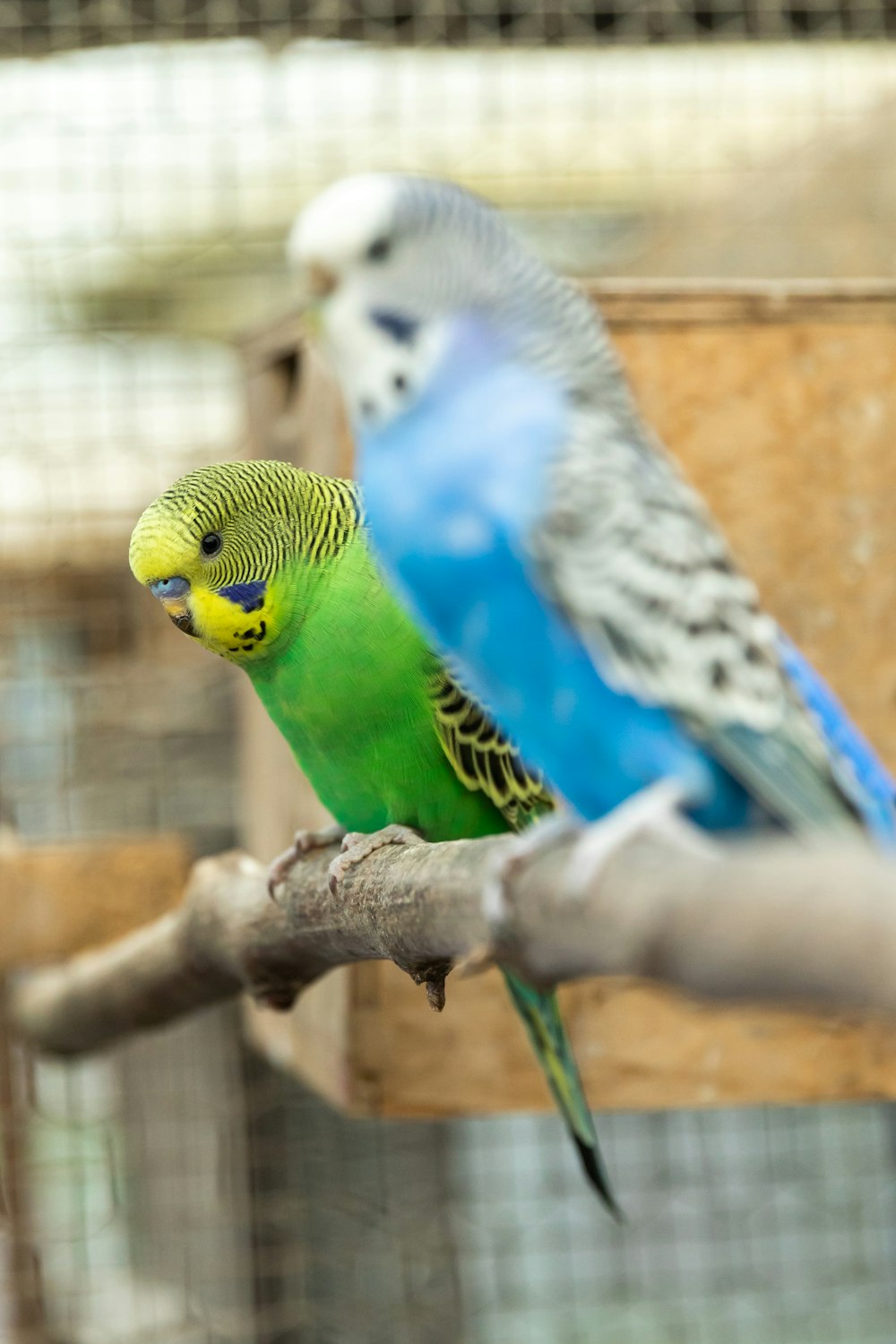 green and yellow bird on brown tree branch