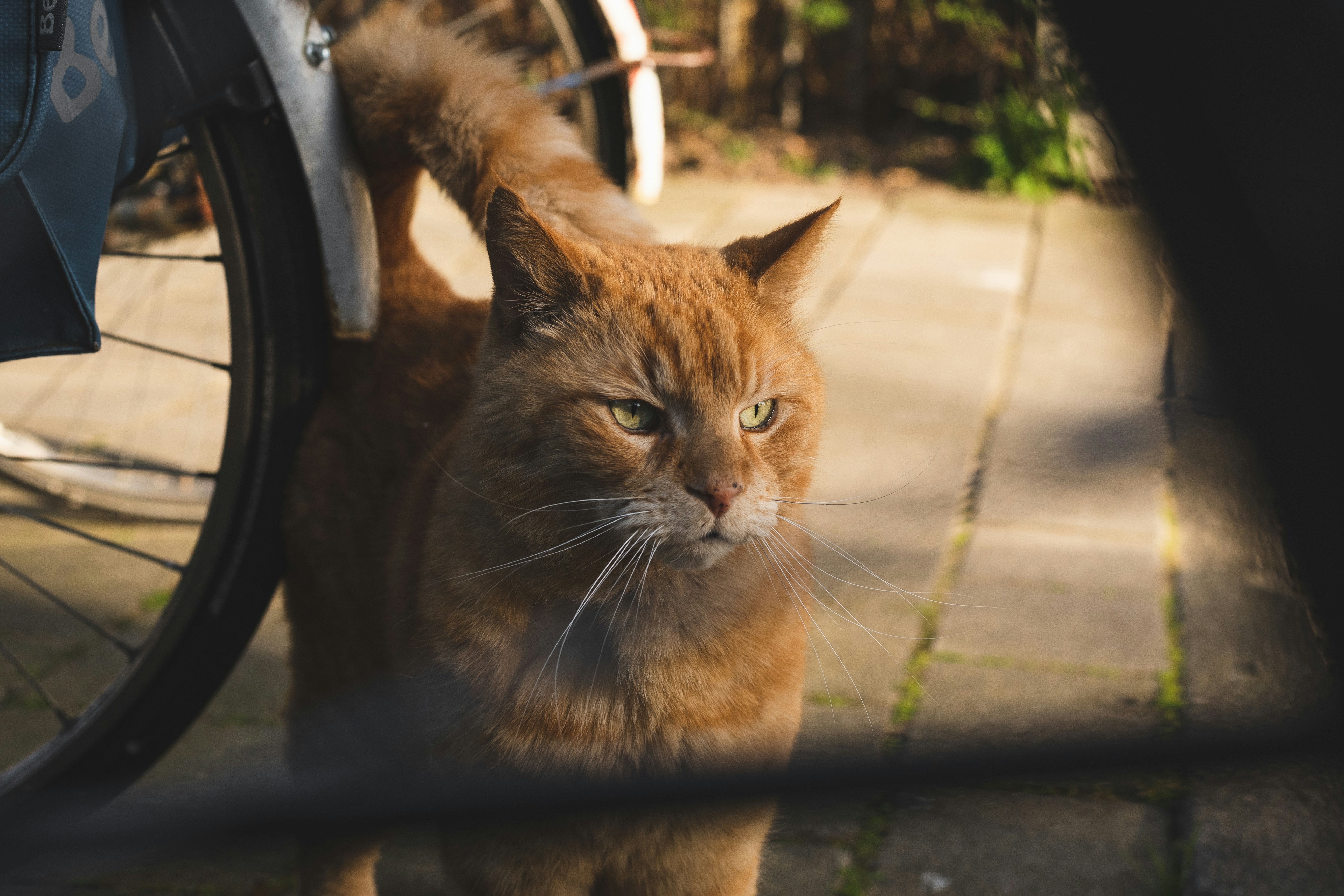 Photo by liammcgarry