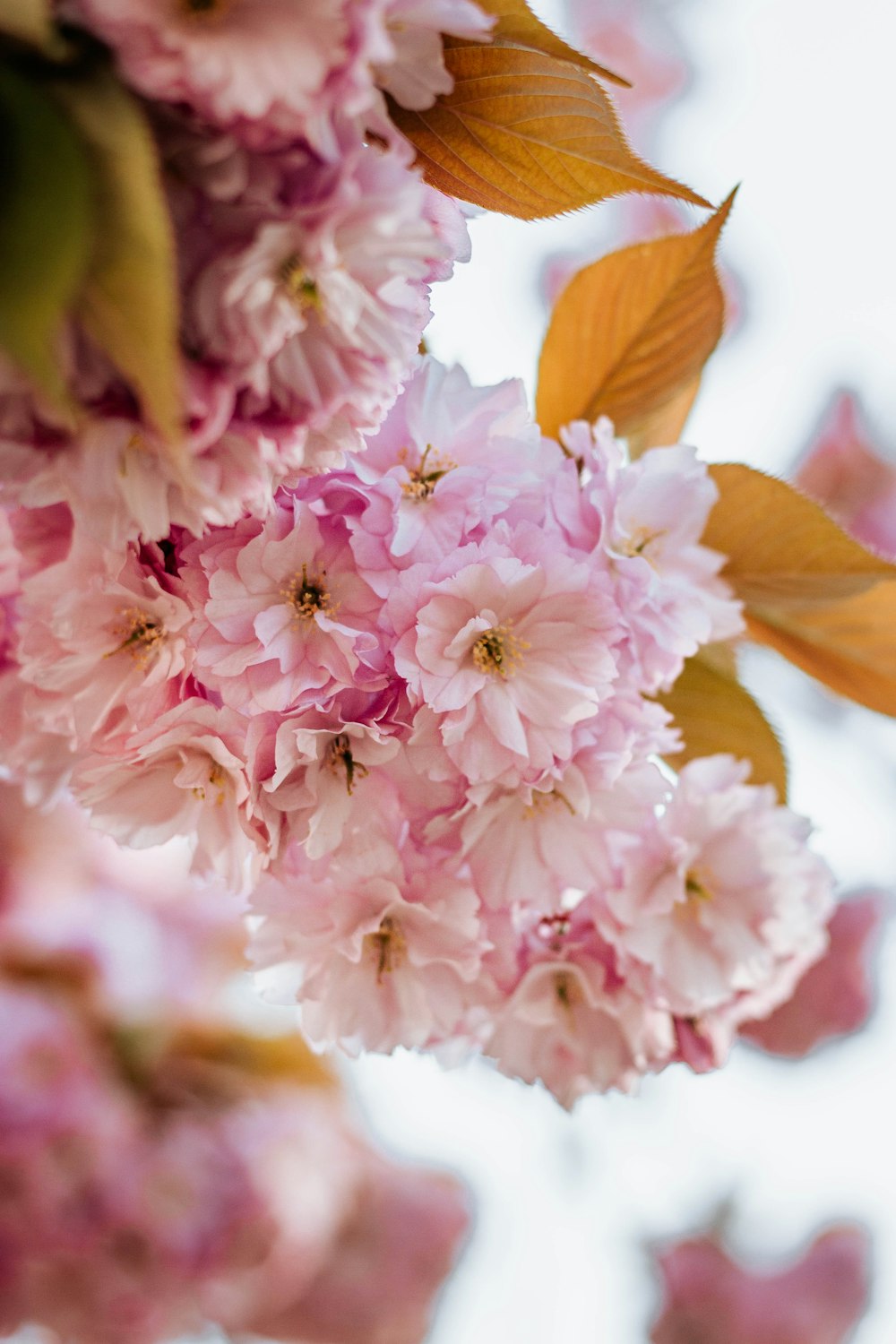 pink and white flower in macro shot