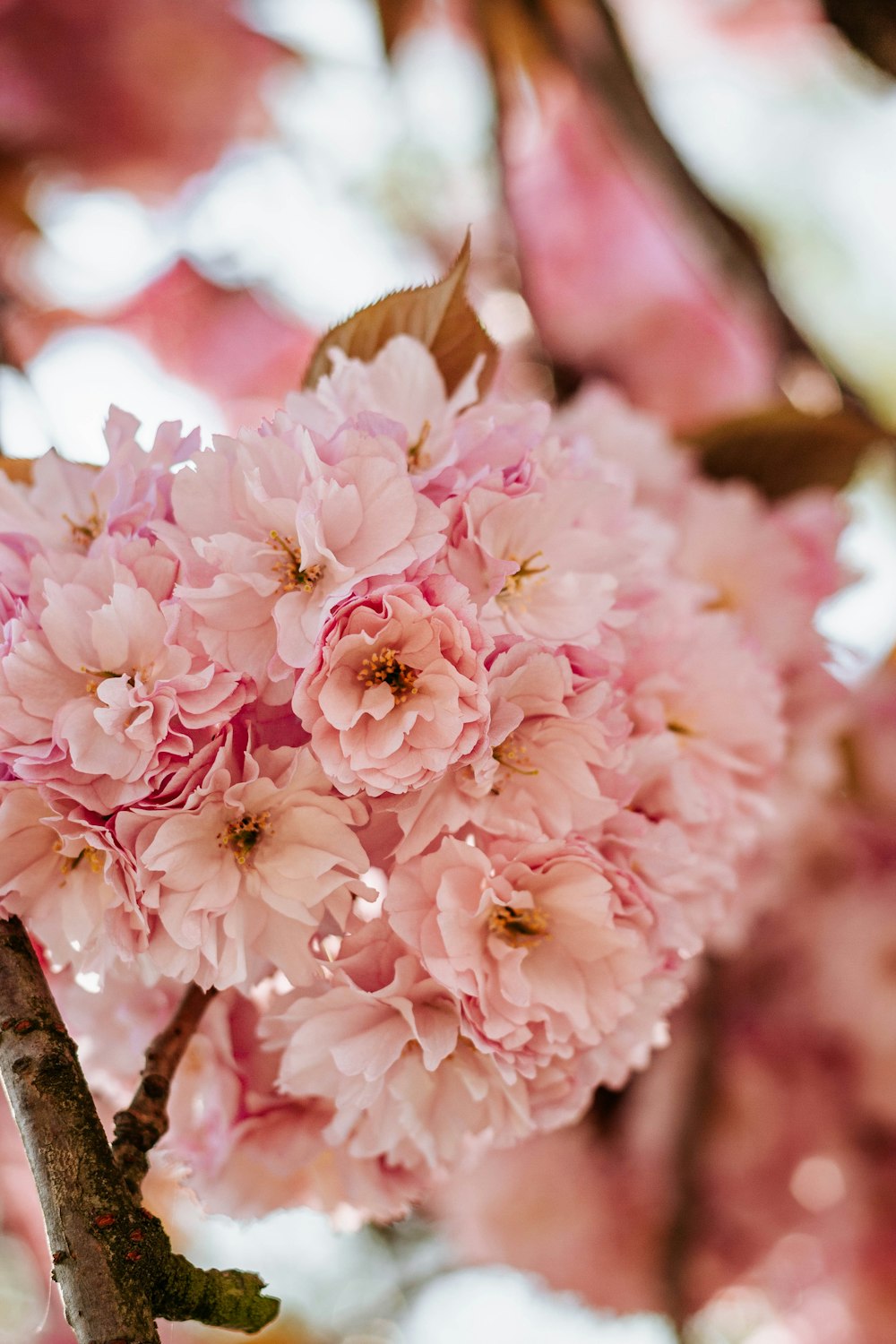 pink flowers on brown tree branch