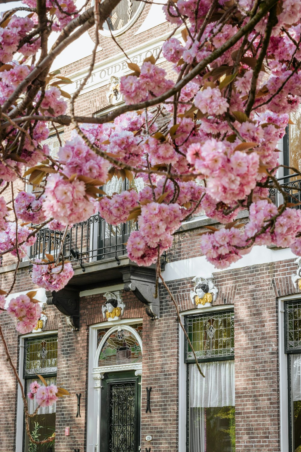 pink cherry blossom tree near brown concrete building during daytime