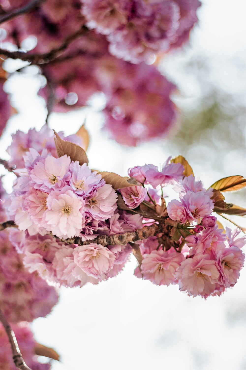 pink cherry blossom in close up photography