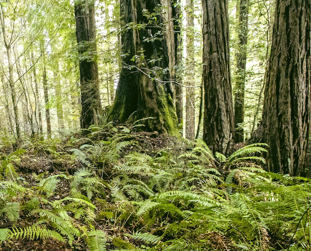 green and brown trees during daytime