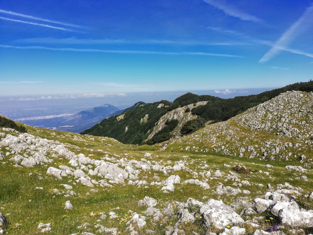 una zona cubierta de hierba con rocas y hierba en primer plano