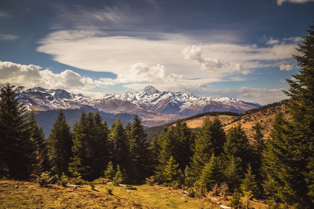 green pine trees on brown field under blue sky during daytime