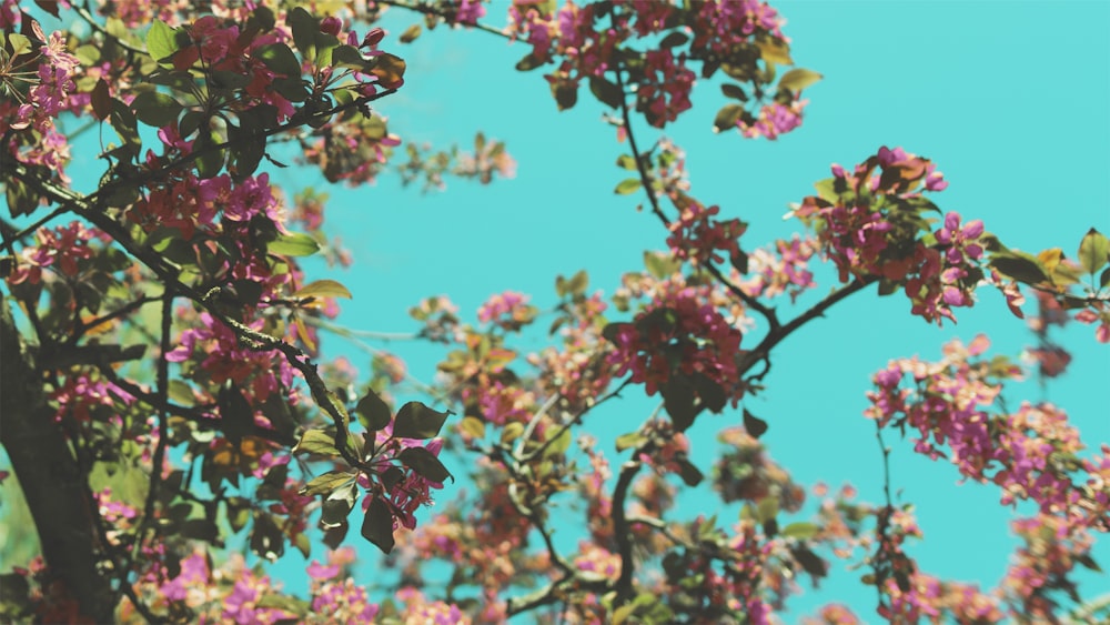 pink cherry blossom under blue sky during daytime