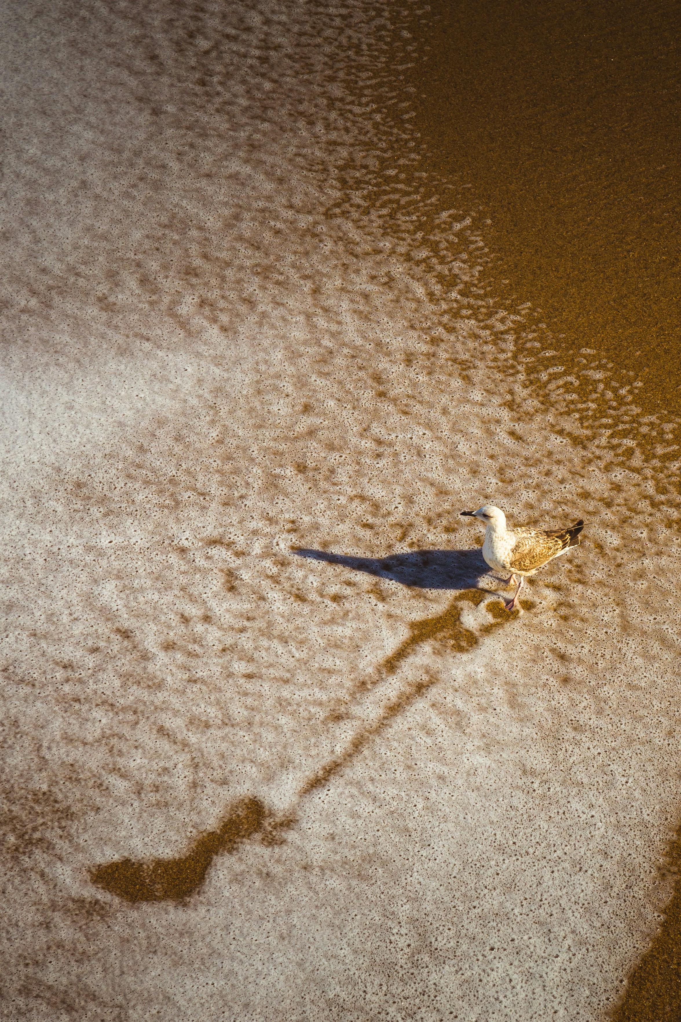 white and gray bird on gray sand